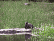 Otters-at-Barney-Wetland